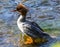 Merganser staying in shallow water.