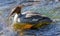 Merganser staying in shallow water.