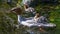 Merganser swimming with a duckling on her back