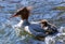 Merganser swimming with a duckling on her back