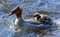 Merganser swimming with a duckling on her back