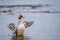 Merganser in water. One goosander Eurasian. Mergus merganser spreading wings