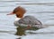 Merganser Waterfowl