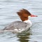 Merganser Waterfowl