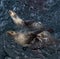 Merge in motion, fur seals bask in the cool waters surrounding offshore platforms in Bass Strait