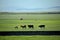 Mergel Golden Horde Khan Mongol tribes riverside grassland sheep, horses, cattle