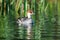 Mergus albellus, Mergellus albellus, Smew