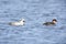 Mergus albellus, Mergellus albellus, Smew