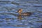 Mergus mergansers swimming in the sea near Titlow beach.