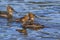Mergus mergansers swimming in the sea near Titlow beach.