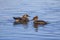 Mergus mergansers swimming in the sea near Titlow beach.