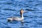 Mergus serrator, Red-breasted Merganser.