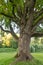 Meri oak in Latvia - the plumper oak top in the Baltic States