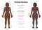 Meridian System Black Woman Description Chart Female Body