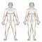 Meridian System Male Female Body Colored Meridians