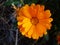 Merigold gold flower on green leaves background