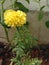 Merigold yellow flowering plant best for outdoors