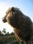 Merino ewe