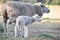Merino ewe sheep with her new baby Spring lamb