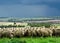 Merino ewes in yards