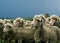 Merino ewes in yards