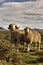 Merino Pair Sheep