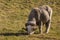 Merino ram with horns grazing on meadow