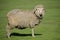 Merino sheep