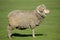 Merino sheep