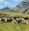 Merino sheep