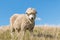 Merino sheep against blue sky