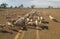 Merino sheep being hand fed.