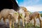 Merino sheep eating ruzi grass leaves on wood ground of rural ra