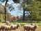 Merino sheep on a farm in Australia