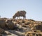 Merino sheep is feeding in the Drakensberg, Lesotho.