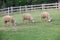 Merino sheep feeding in green grass field of rural ranch farm
