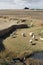 Merino sheep grazing