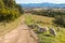 Merino sheep grazing above Blenheim town in New Zealand