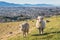 Merino sheep grazing above Blenheim town, South Island, New Zealand