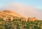 Merino sheep grazing on grassy hill at sunset