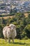 Merino sheep grazing on grassy slope above Blenheim town, New Zealand