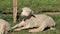 Merino sheep lamb