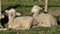 Merino sheep lambs
