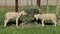 Merino sheep lambs