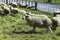 Merino sheep at livestock farm in New Zealand