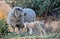 Merino sheep looking out for her newborn baby lamb