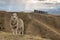 Merino sheep standing on grassy hill