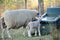 Merino sheep teaching her lamb how to drink water