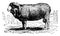 Merino sheep, vintage engraving