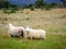 Merino sheeps on field in farm, New zealand